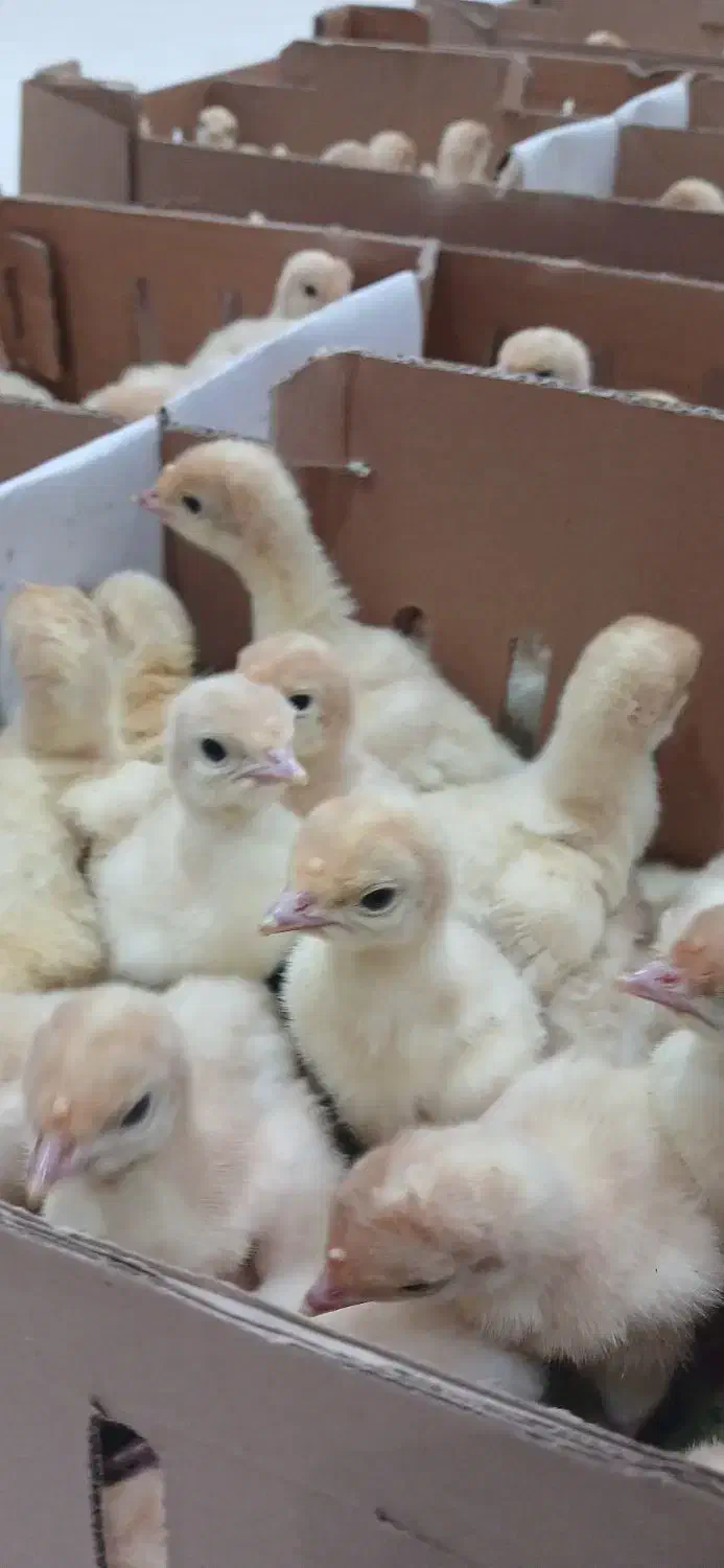 فرصت استثنایی جوجه بوقلمون بیوتی عمده|حیوانات مزرعه|قم, شهدا|دیوار