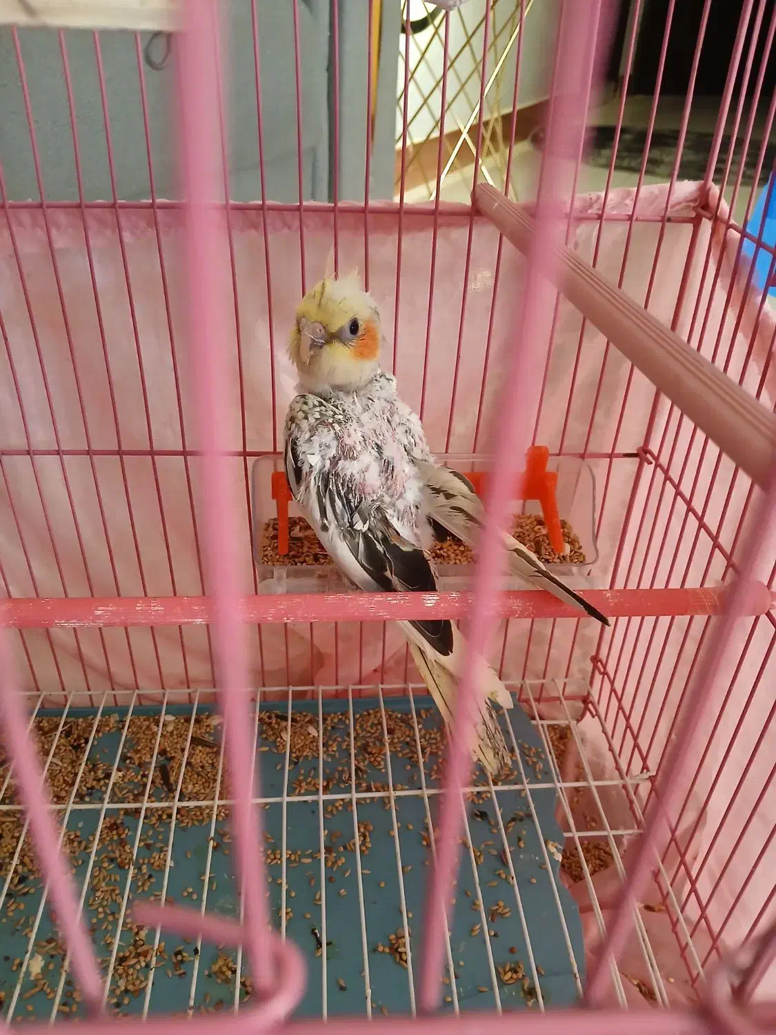 عروس هلندی جوجه|پرنده|رشت, کوی مهر|دیوار