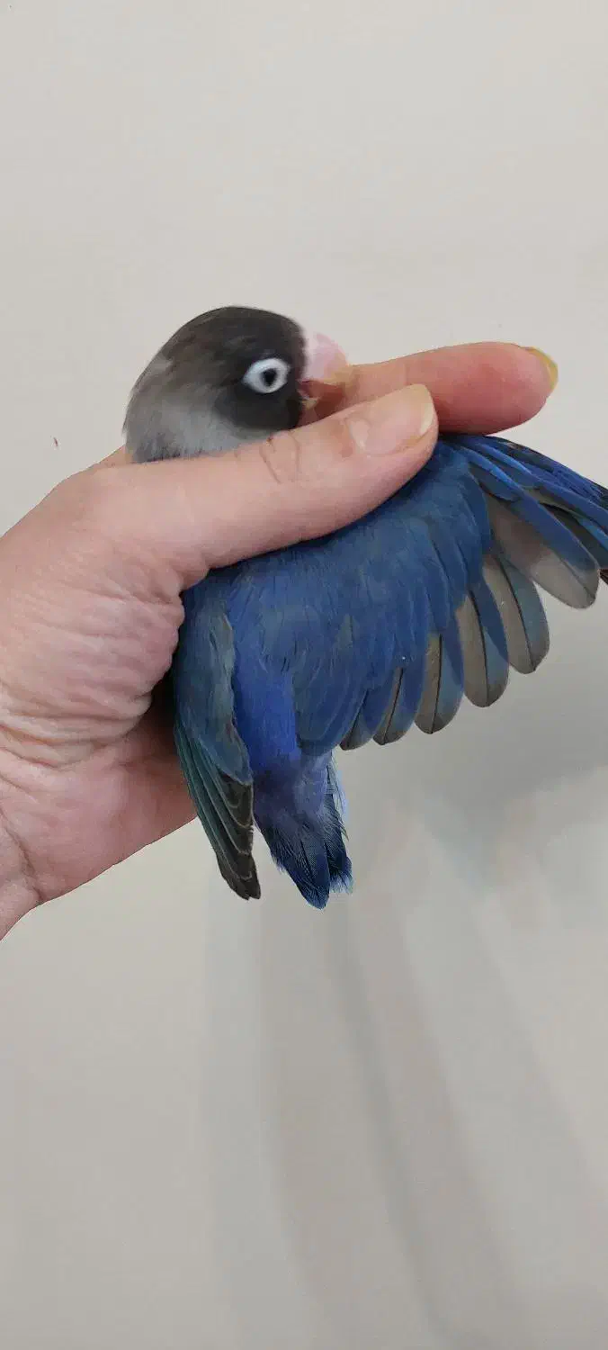 سه طوطی و جوجه طوطی برزیلی|پرنده|تهران, مینای شمالی (مخبر)|دیوار