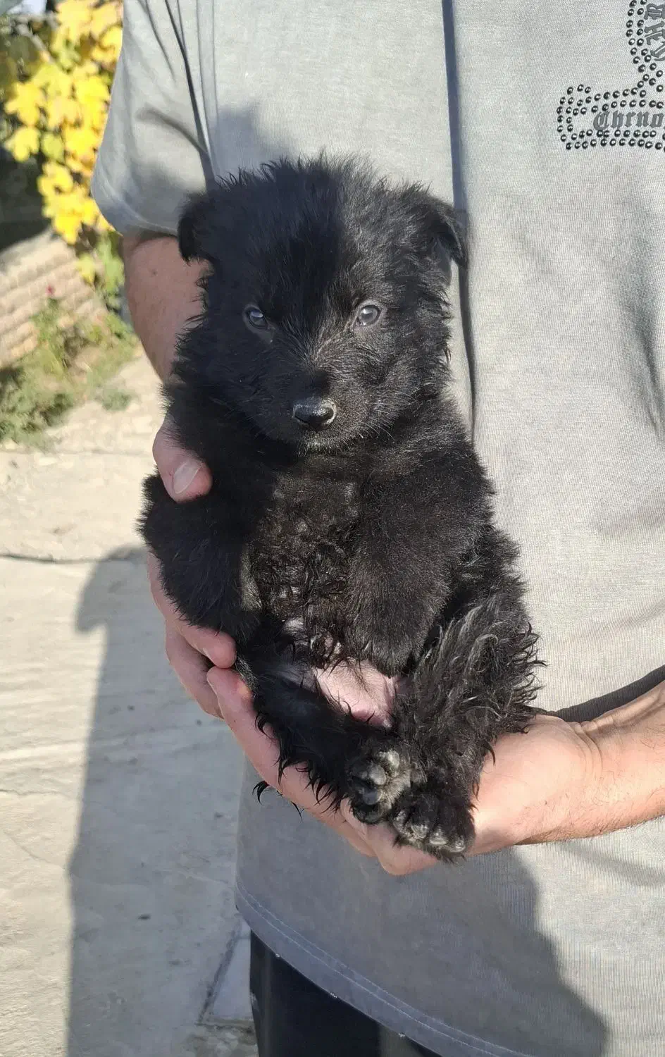 ژرمن بلک|سگ|مشهد, فردوسی|دیوار