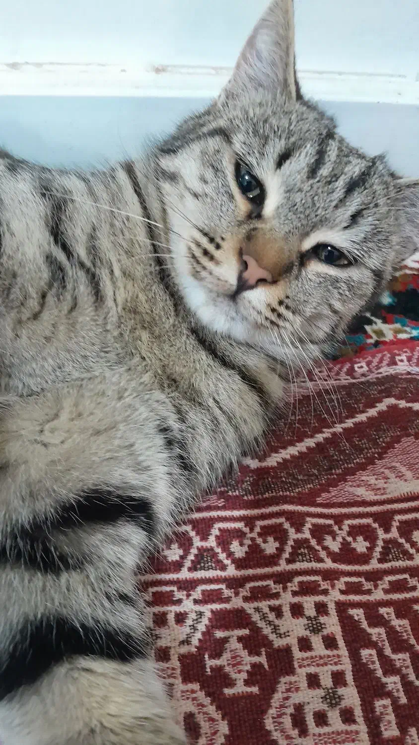 گربه|گربه|شیروان (خراسان), |دیوار