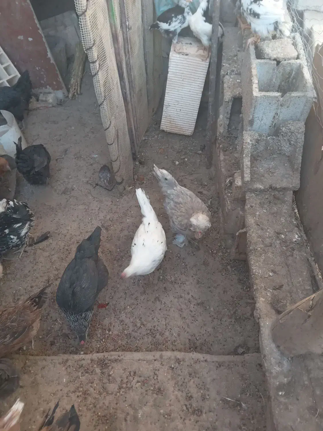 باسلام فروش مرغ و خروس|حیوانات مزرعه|بن, |دیوار