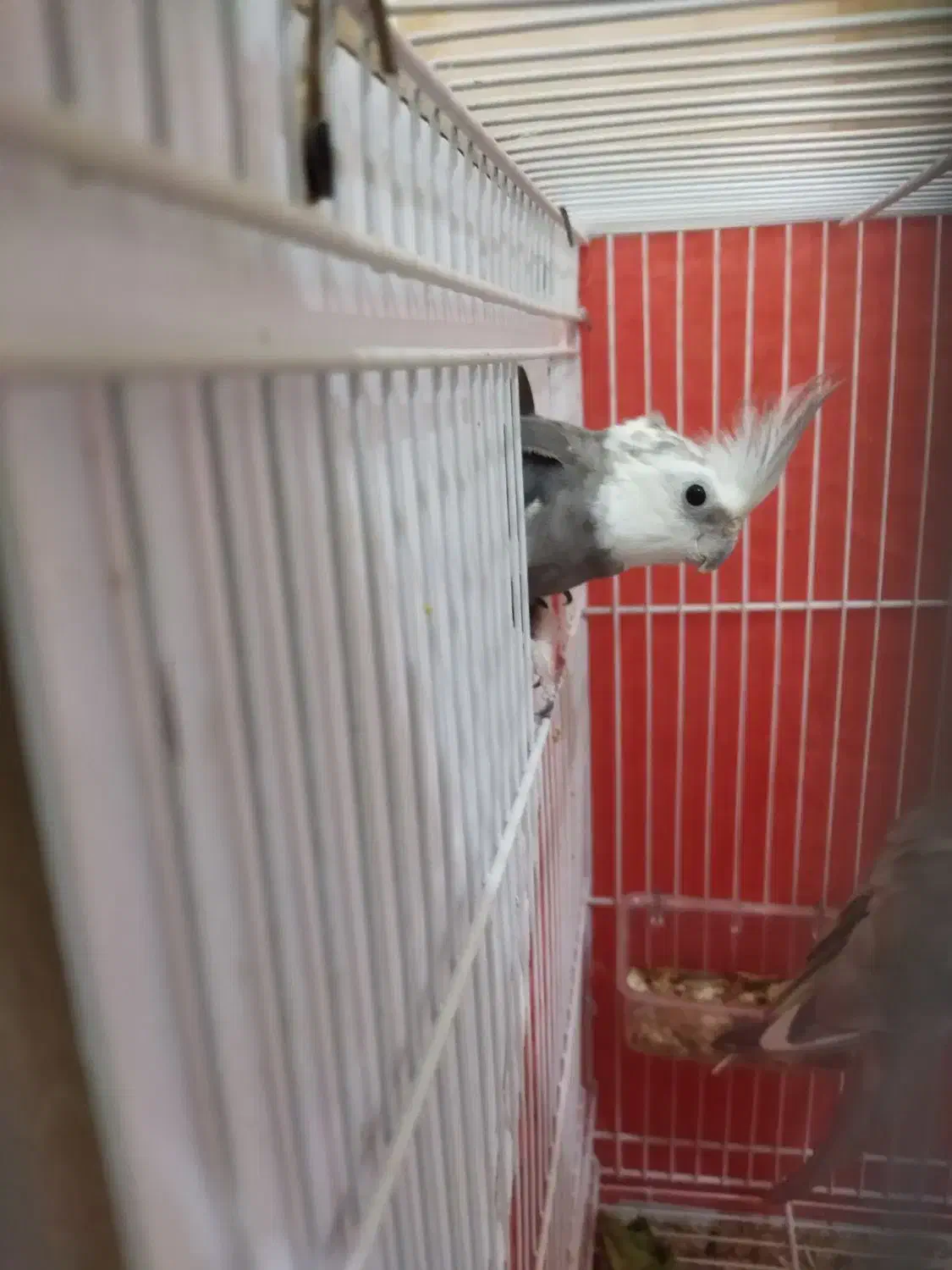 عروس هلندی|پرنده|مشهد, هدایت|دیوار