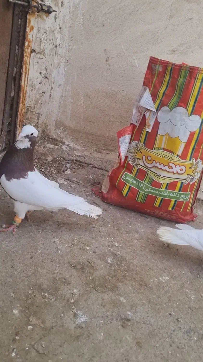 کبوتر طوقی و خوشرنگ|پرنده|اسفرورین, |دیوار