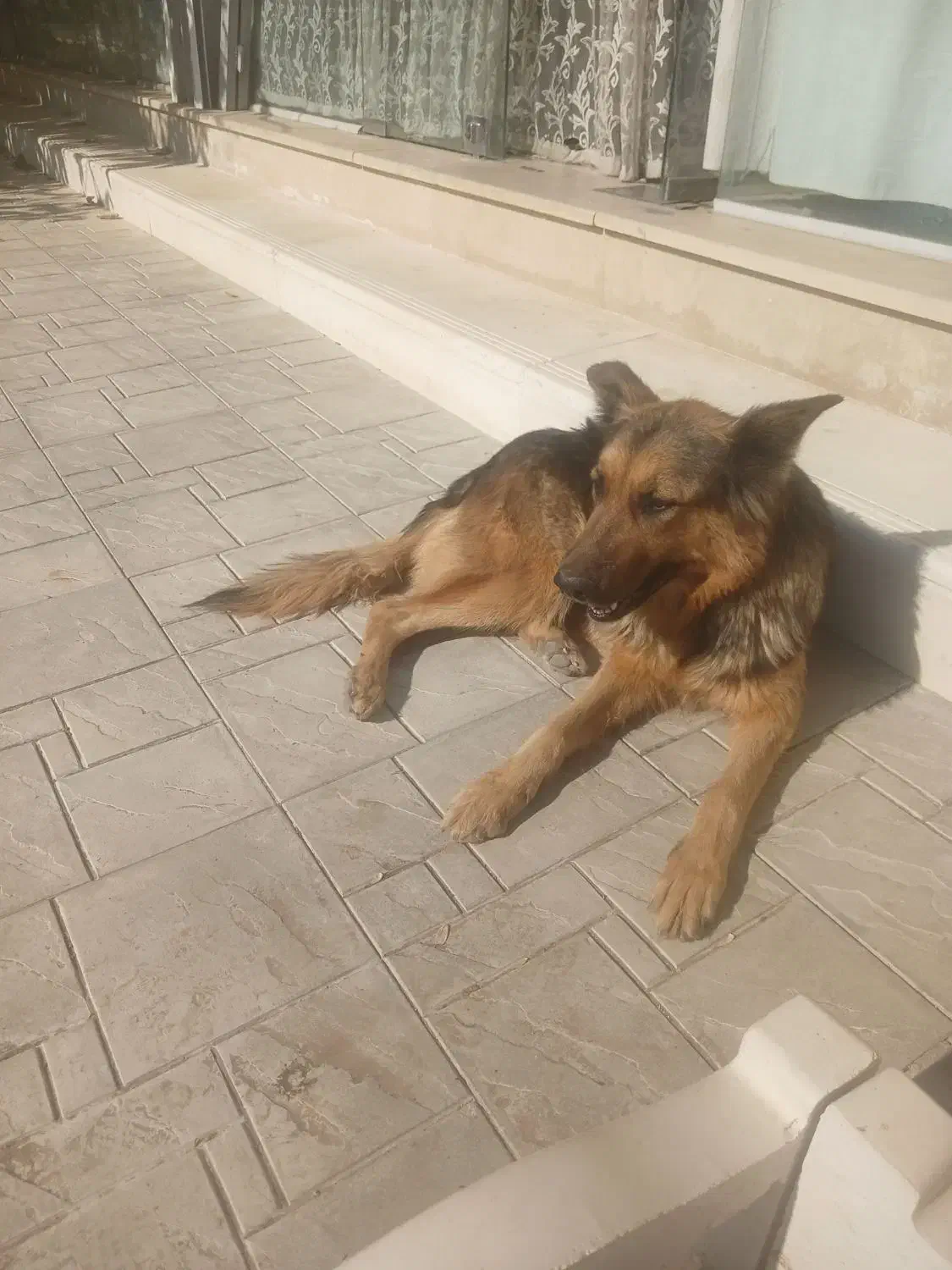 واگذاری سگ بازی گوش|سگ|ضیاء آباد, |دیوار