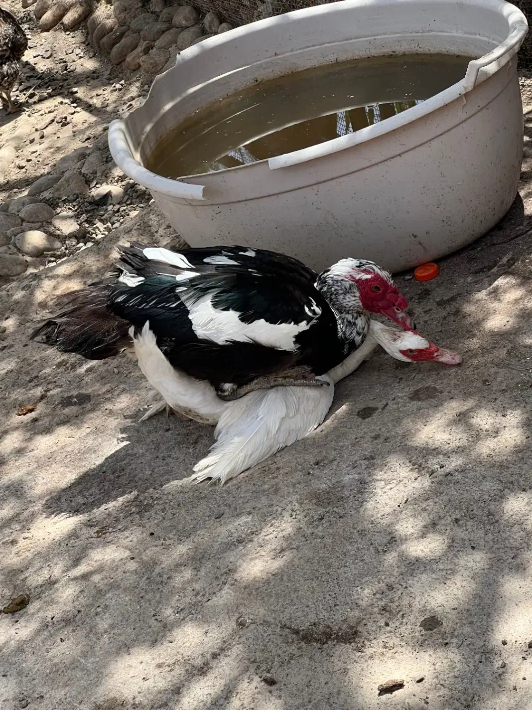 اردک اسرائلی|حیوانات مزرعه|اصفهان, جلفا|دیوار