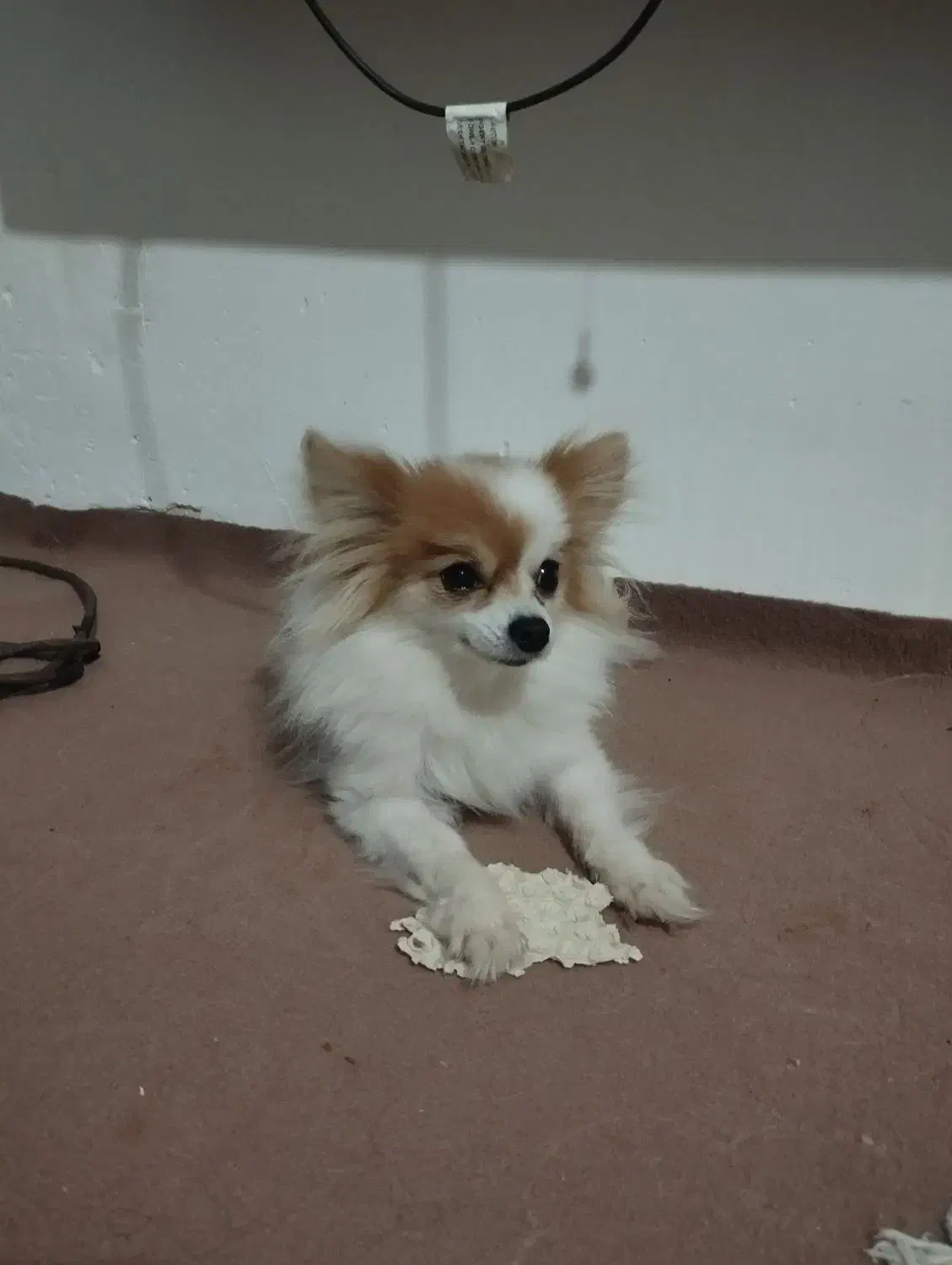 سگ پامرانین|سگ|وحیدیه, |دیوار