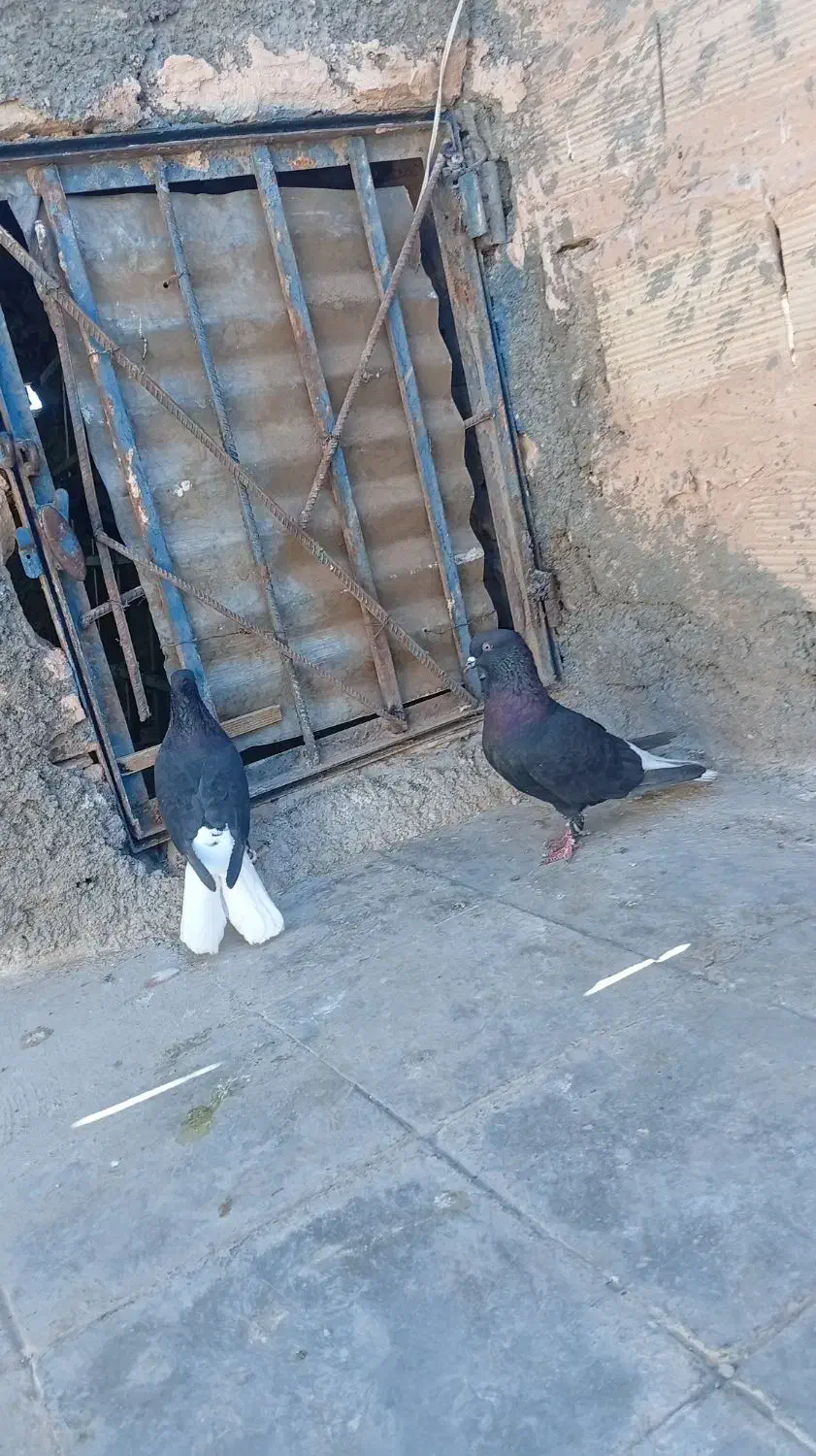 کبوتر|پرنده|سبزوار, جهاد کشاورزی|دیوار