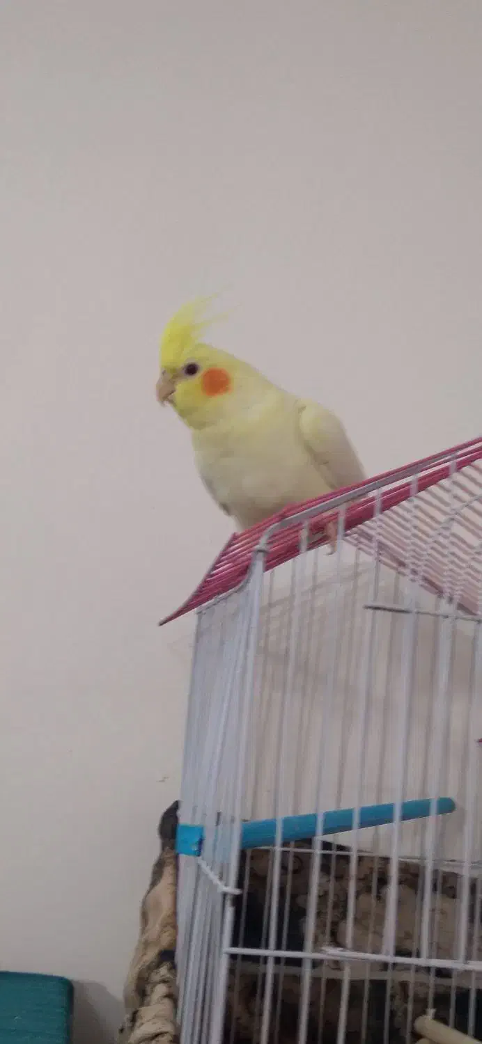 عروس هلندی لوتینو|پرنده|قم, شهرک امام حسین|دیوار