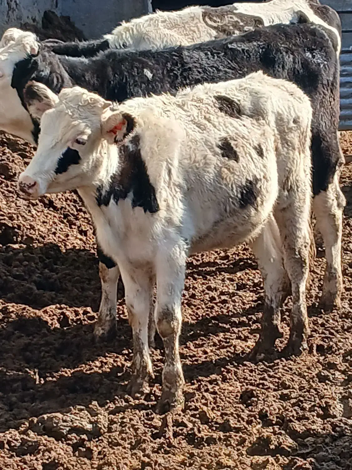 تلیسه و گوساله|حیوانات مزرعه|بوئین زهرا, |دیوار