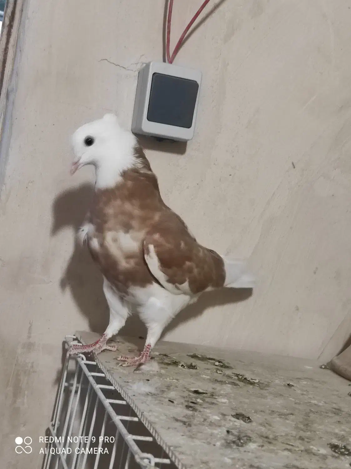 جوجه پرشی|پرنده|قم, شهر قائم|دیوار