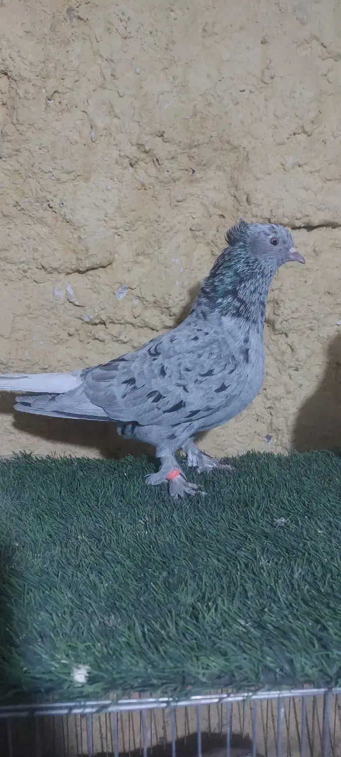 جفت هفت رنگ دم سفید|پرنده|مشهد, ویلاشهر|دیوار