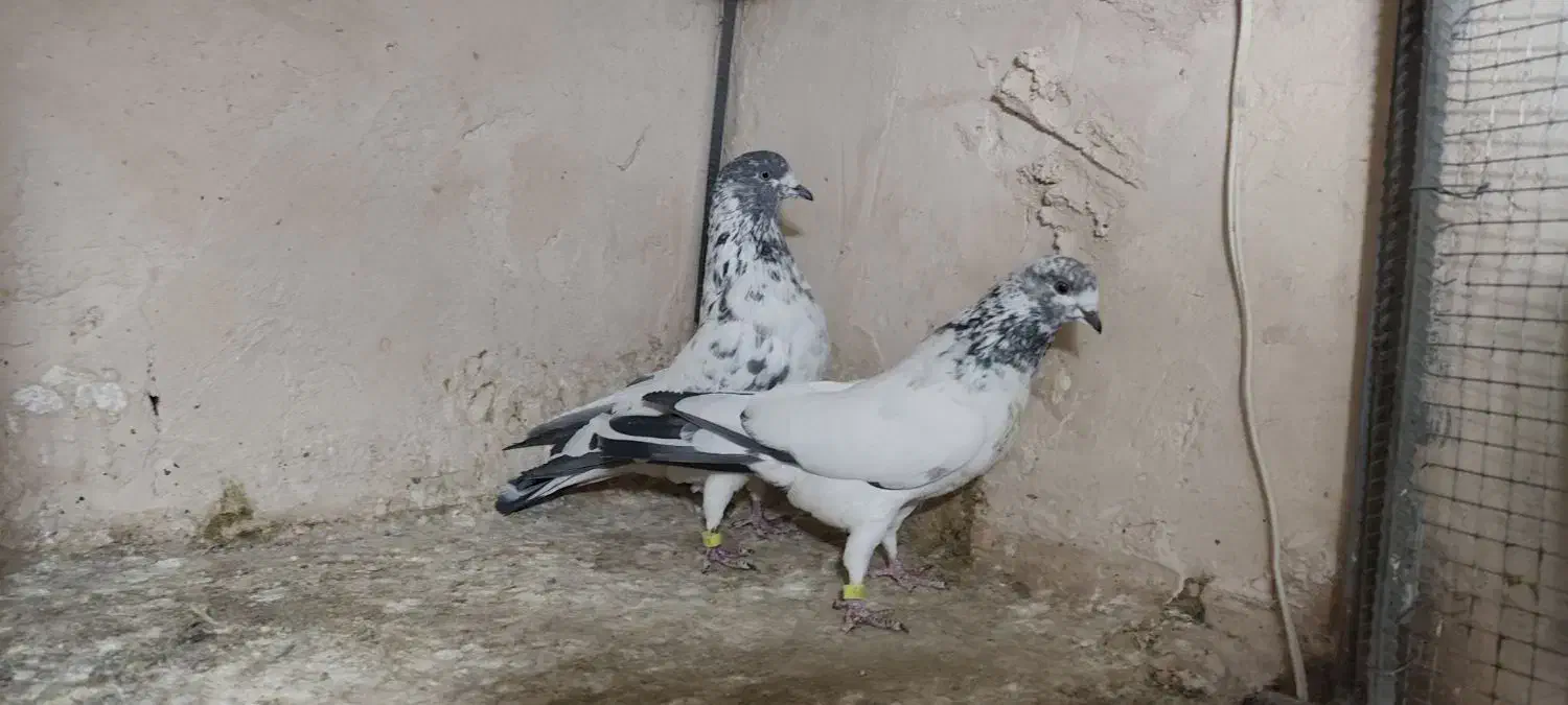 کبوتر جفت پرشی|پرنده|کرمان, |دیوار