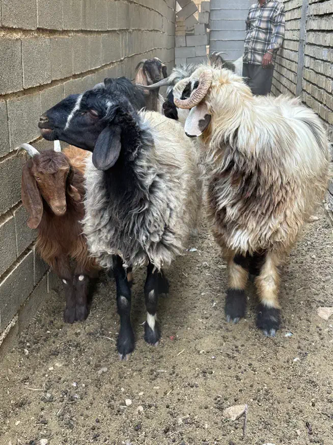 قوچ / میش / بره چتری / کهره / بز|حیوانات مزرعه|شیراز, شهرک فرزانگان|دیوار