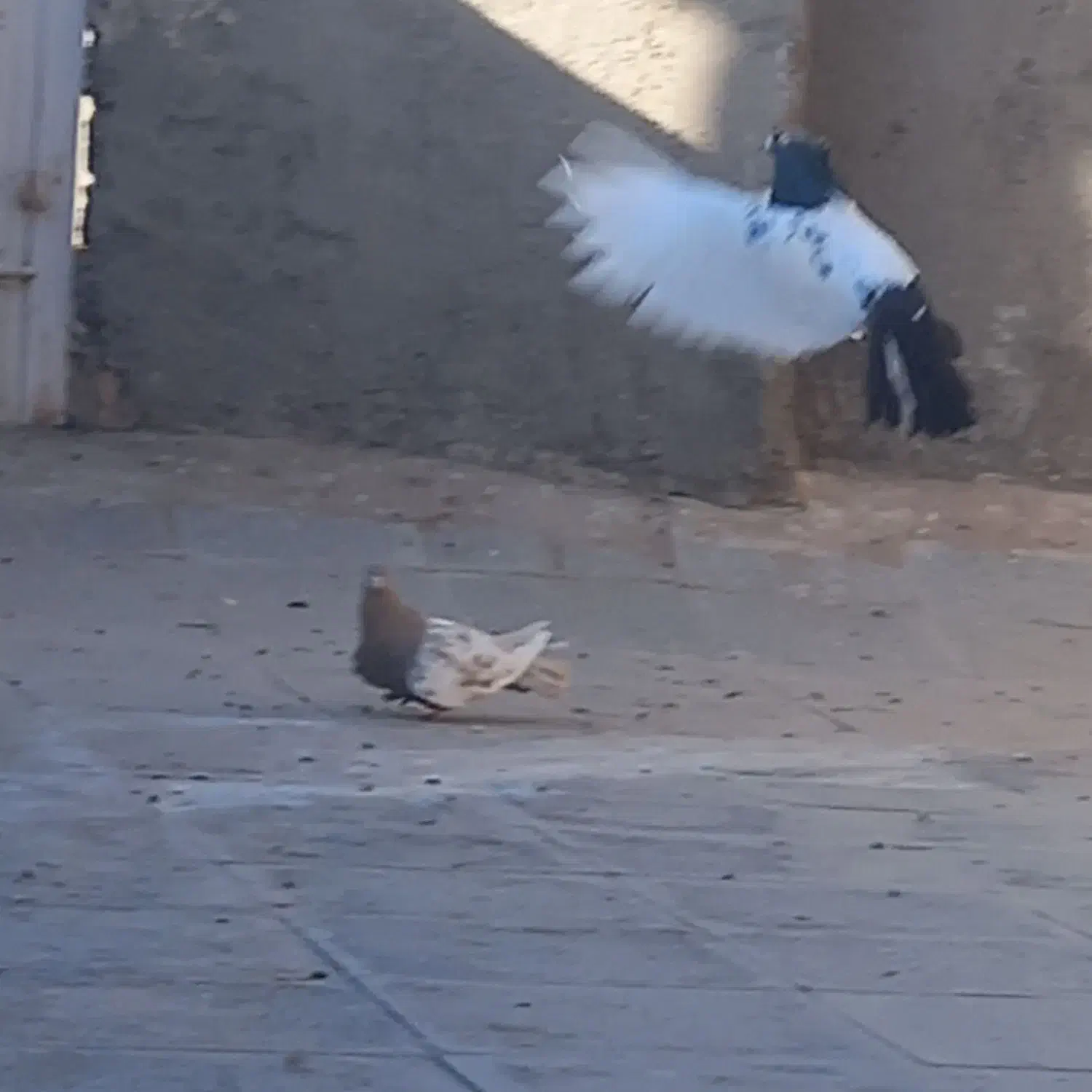 کبوتر|پرنده|تربتحیدریه, کاشانی|دیوار