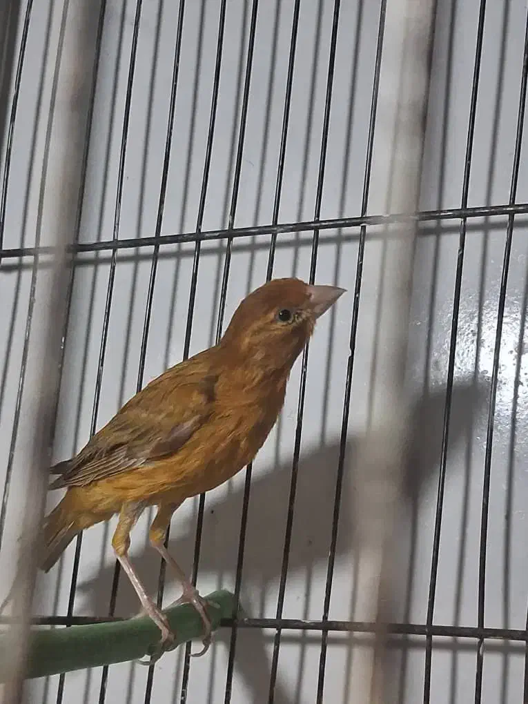 جوجه|پرنده|شهرکرد, |دیوار