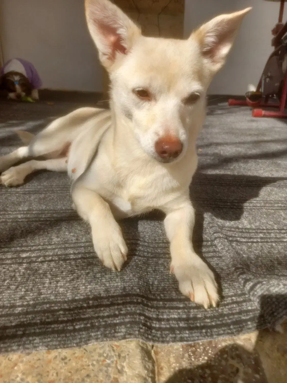 واگذاری|سگ|رباط‌کریم, رباط‌کریم|دیوار