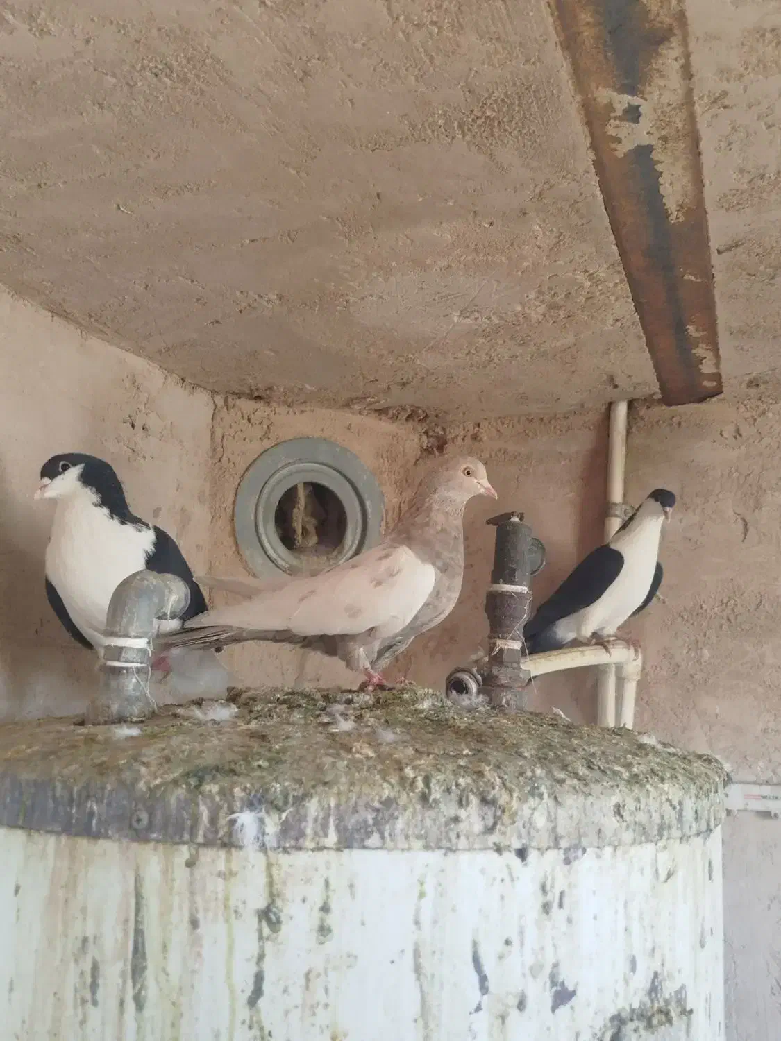 کفتر|پرنده|چناران, |دیوار