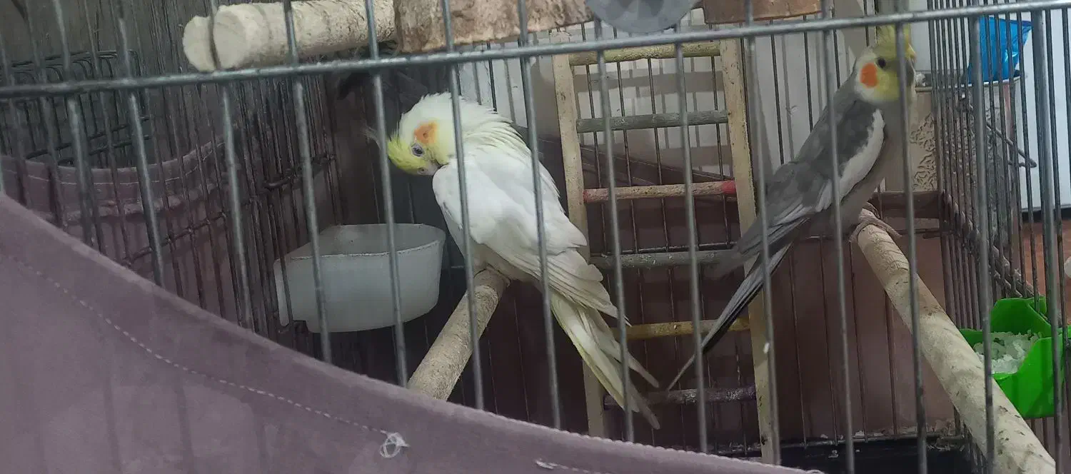 جفت عروس هلندی به همراه قفس و وسایل|پرنده|تهران, تختی|دیوار