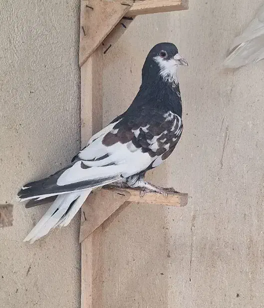 کبوتر|پرنده|شیراز, مسلم|دیوار
