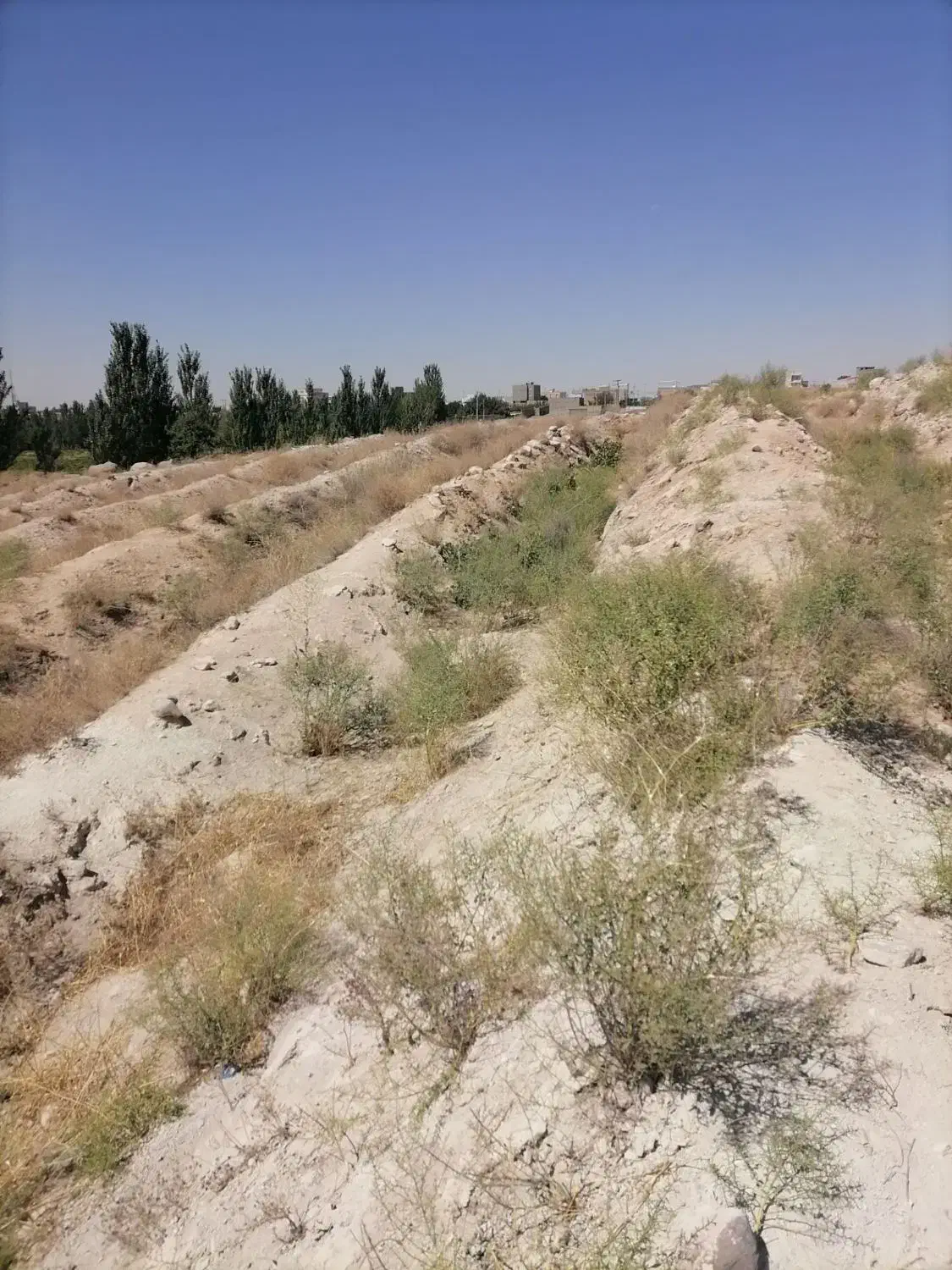 زمین باغ انگور آماده کاشت|فروش دفتر صنعتی، کشاورزی، تجاری|دلبران, |دیوار