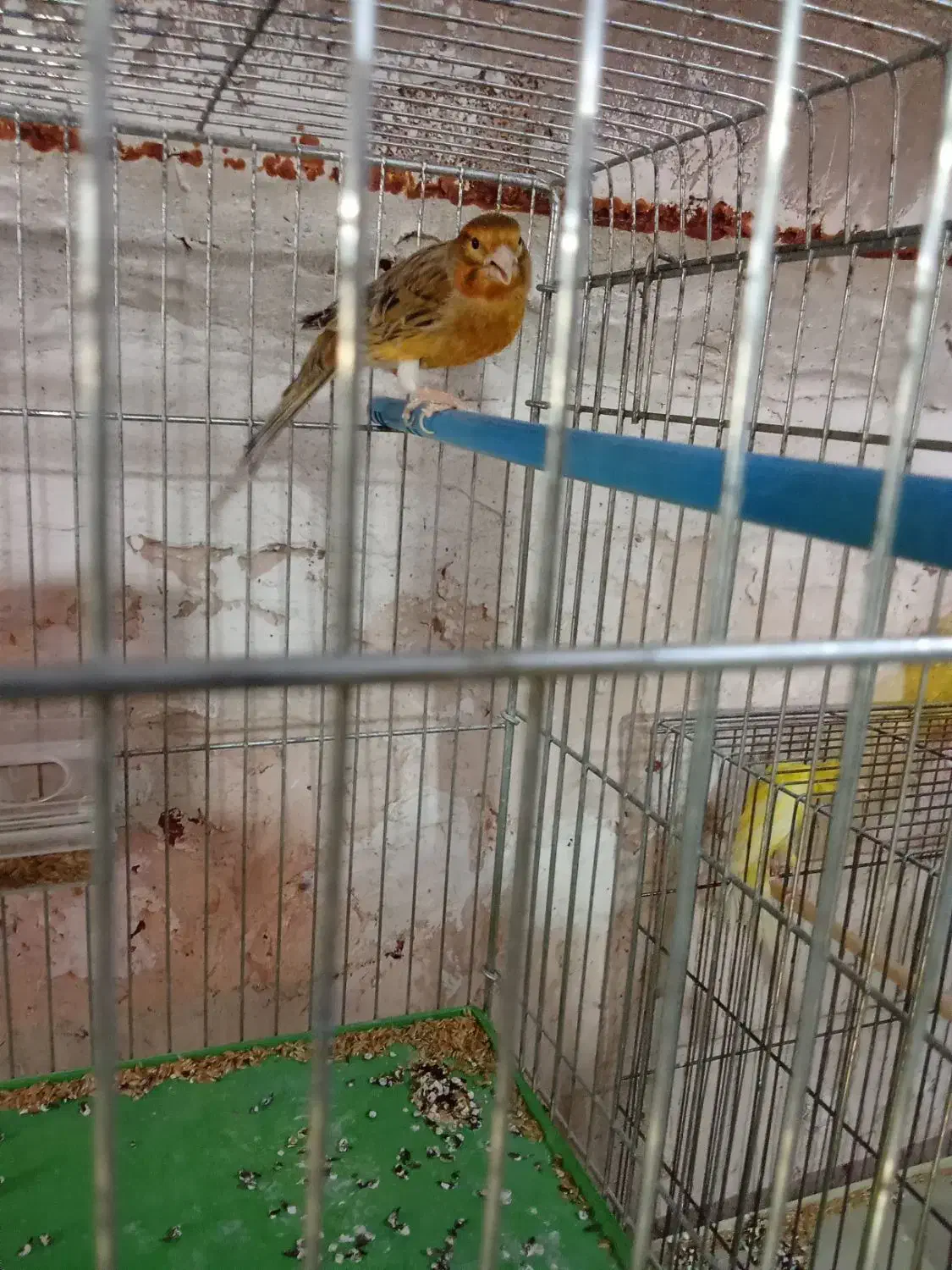 فروش قناری|پرنده|عجب شیر, |دیوار