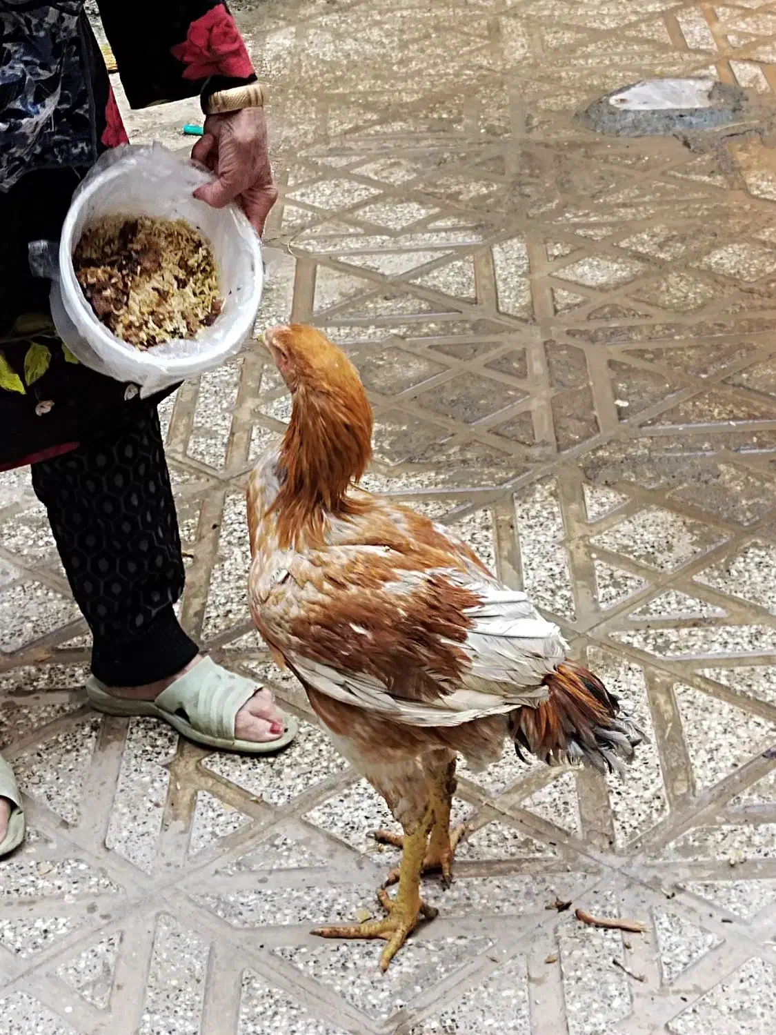 جوجه خروس لاری اصل ذات دار|حیوانات مزرعه|زاوه, |دیوار