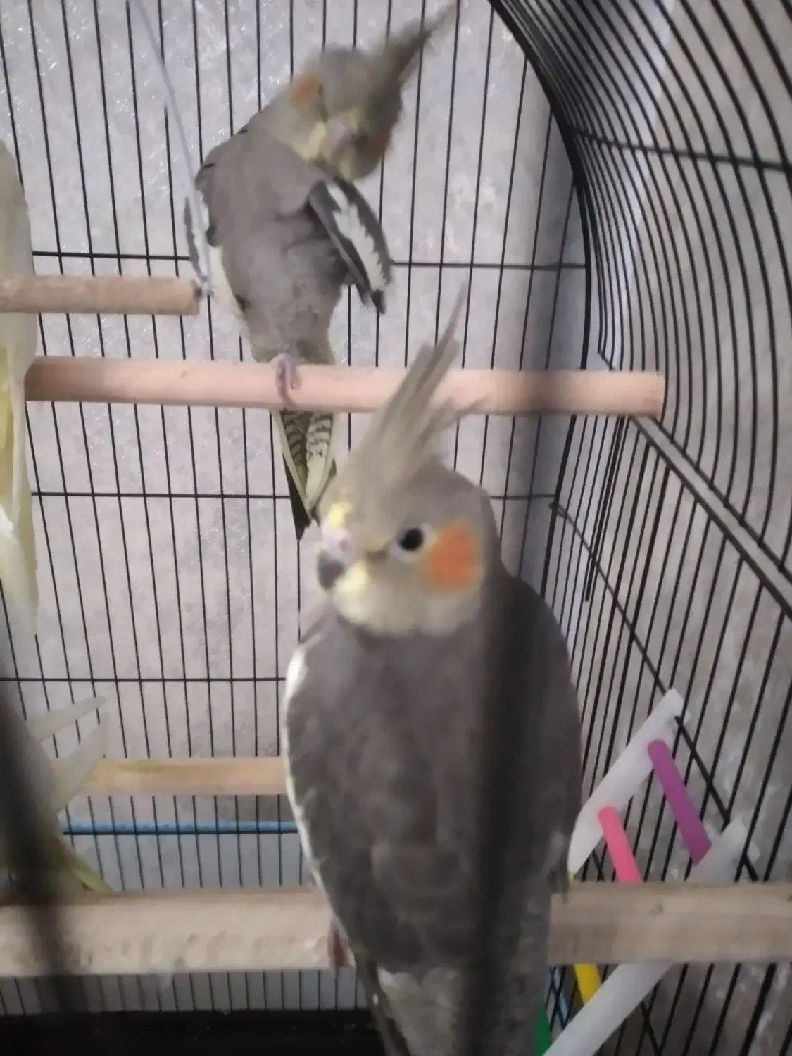 ۴ عدد عروس هلندی ۳ ماه به فروش میرسد|پرنده|رشت, سعدی (تختی)|دیوار