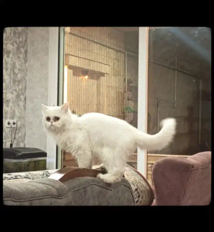 گربه پرشین ماده|گربه|تهران, امیریه|دیوار