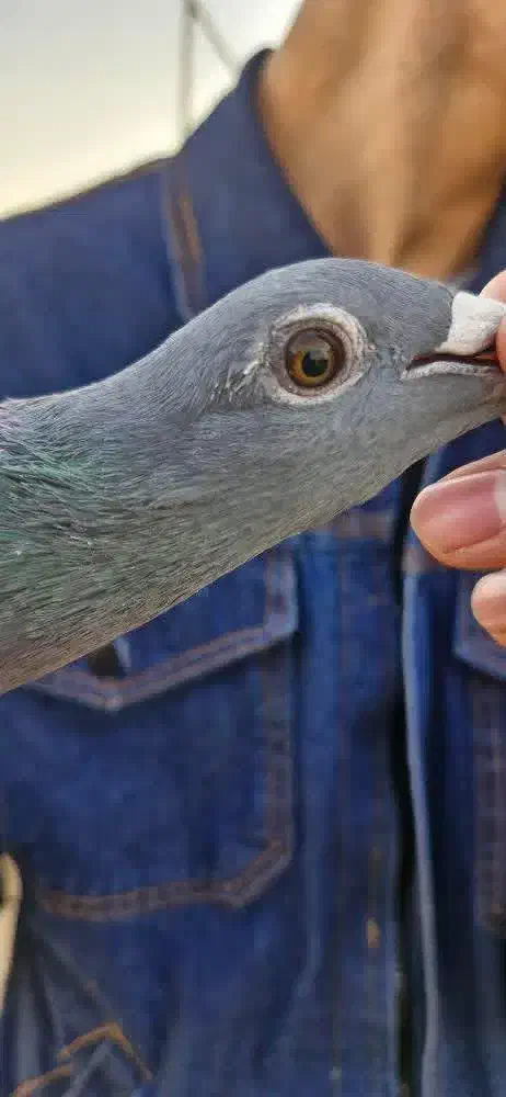 پلاکی جان آردن|پرنده|مبارکه, |دیوار