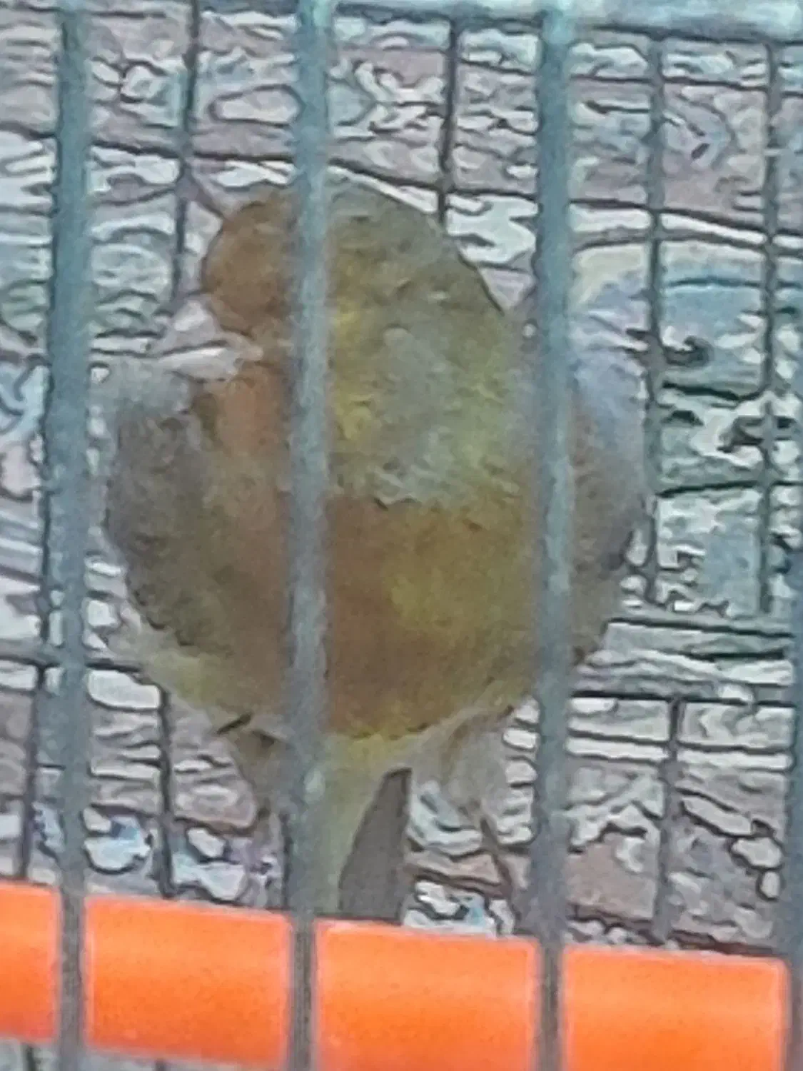 قناری نر سبز دارچینی|پرنده|تربتحیدریه, یحیی آباد|دیوار