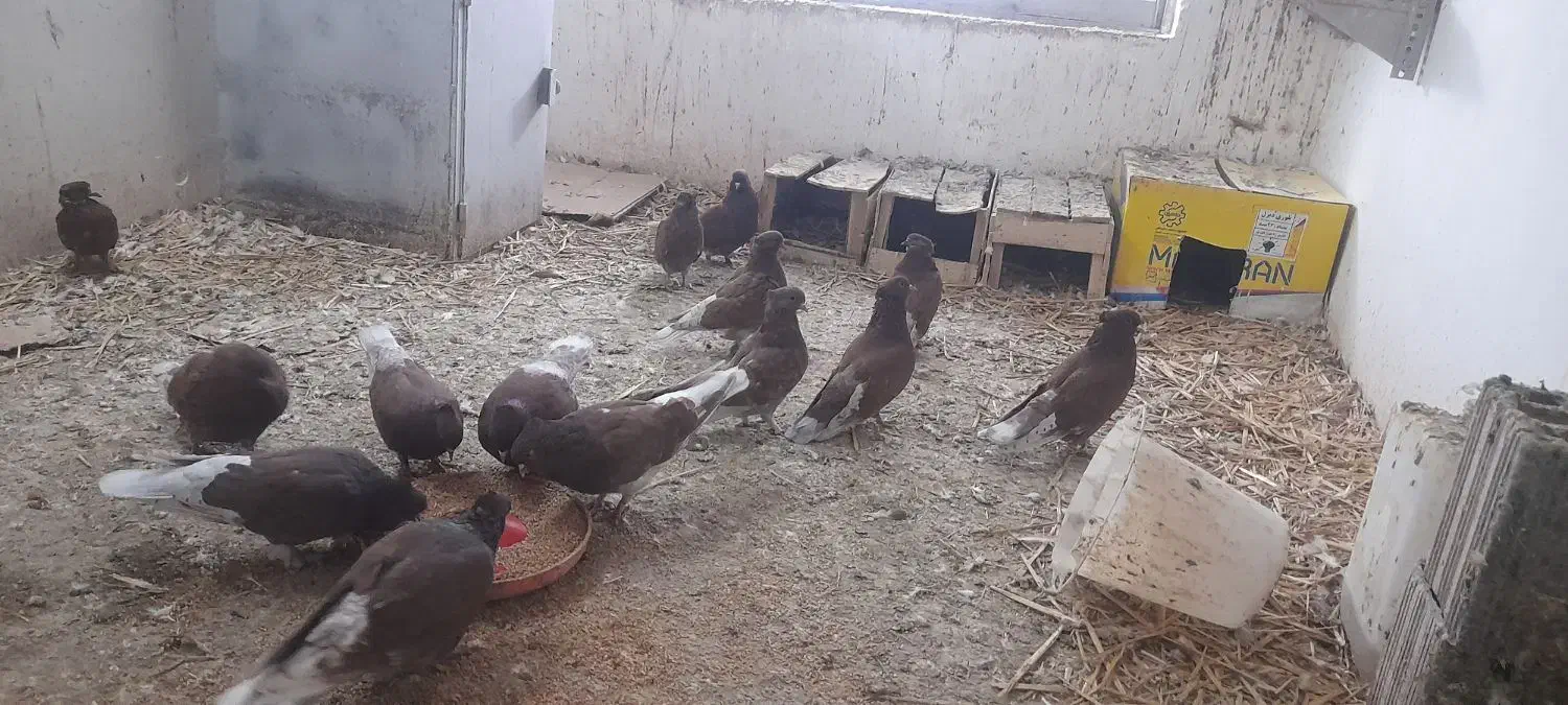 کبوتر سرخ|پرنده|علی‌آباد کتول, |دیوار