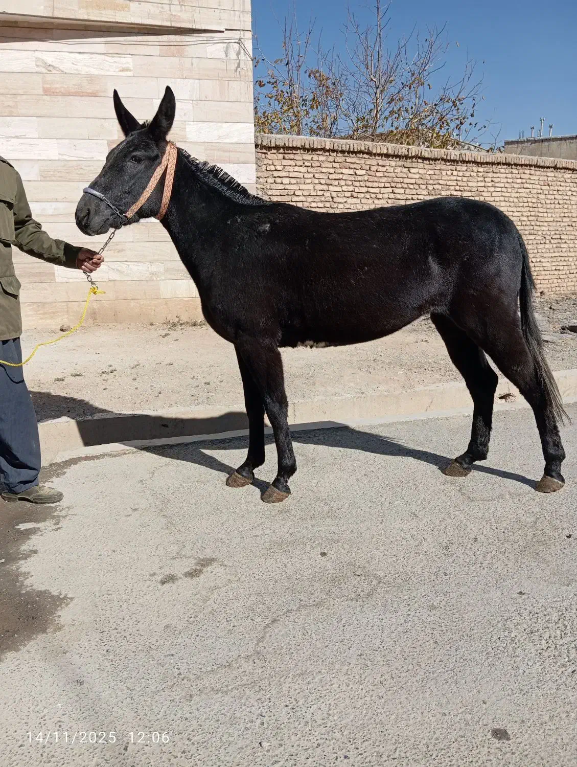 فروش ۸عدد قاطر|حیوانات مزرعه|لاران, |دیوار