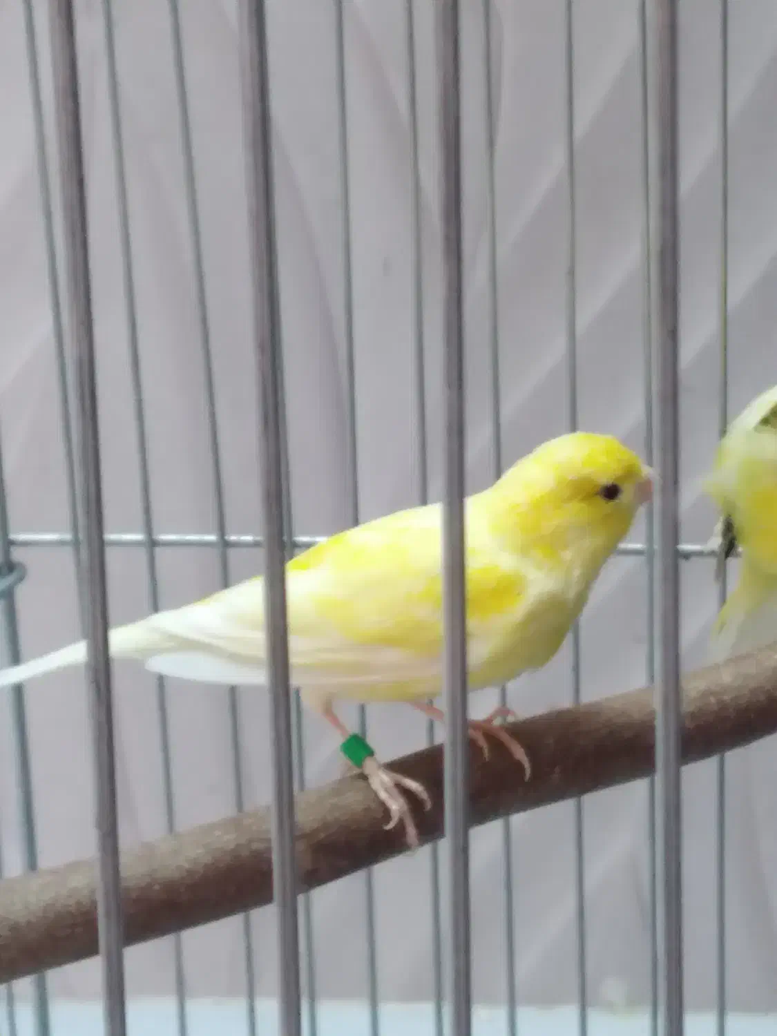 قناری واتر اسلاگر|پرنده|مهدی شهر, |دیوار