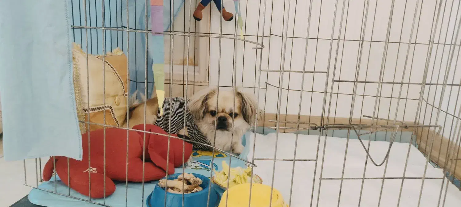 واگذاری سگ|سگ|مهدی شهر, |دیوار