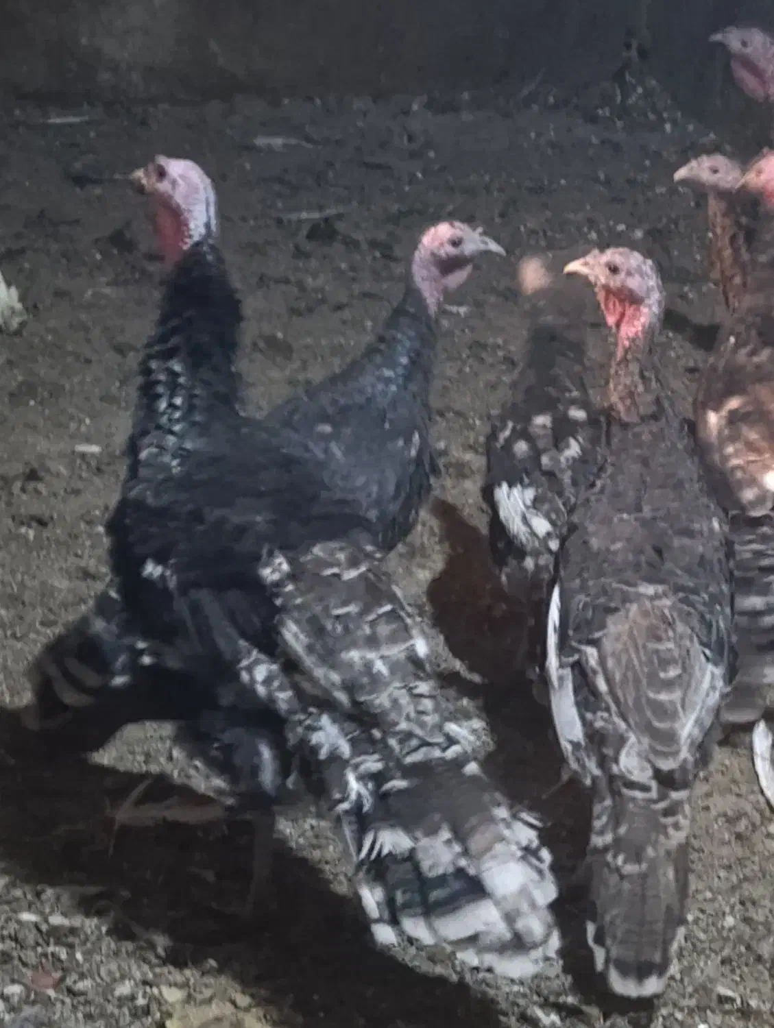 بوقلمون نرو ماده|حیوانات مزرعه|کبودرآهنگ, |دیوار