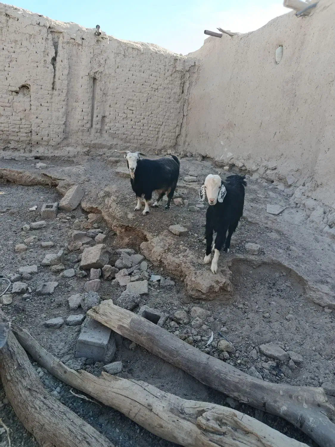 دو عدد بز نر و ماده ابسته دو قلو زاه|حیوانات مزرعه|هامون, |دیوار