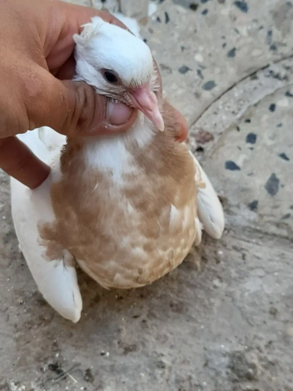 کبوتر|پرنده|جم, |دیوار