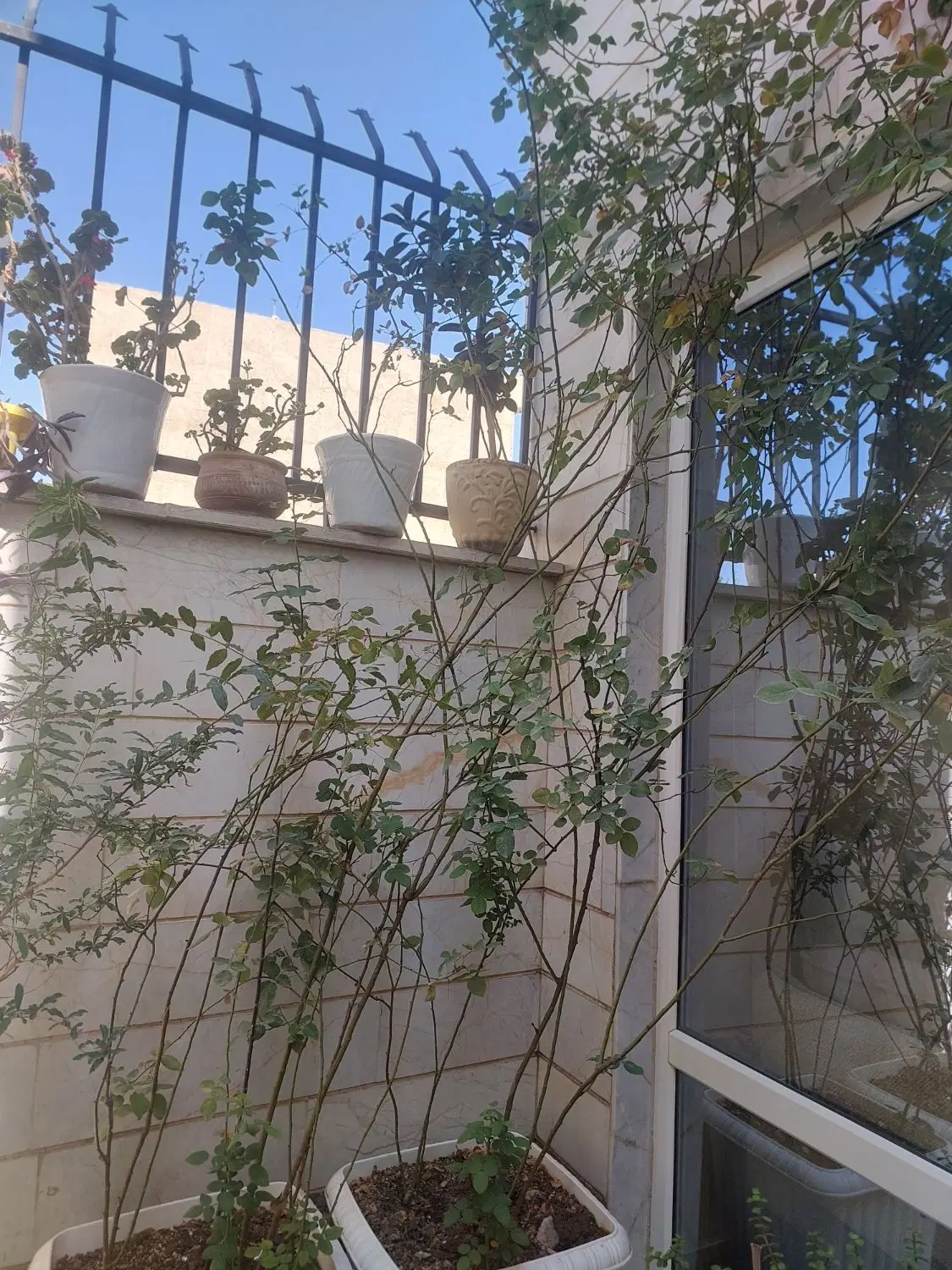 دوعدد گل رز بزرگ|گل و گیاه طبیعی|کرج, شهرک فهمیده|دیوار