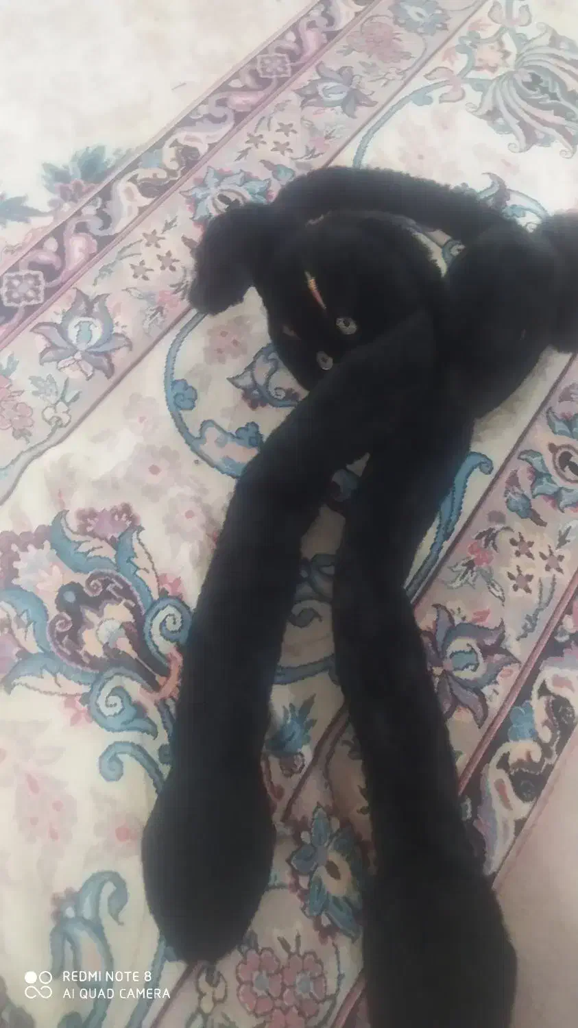 گوشبند|زیورآلات و اکسسوری|خشکبیجار, |دیوار