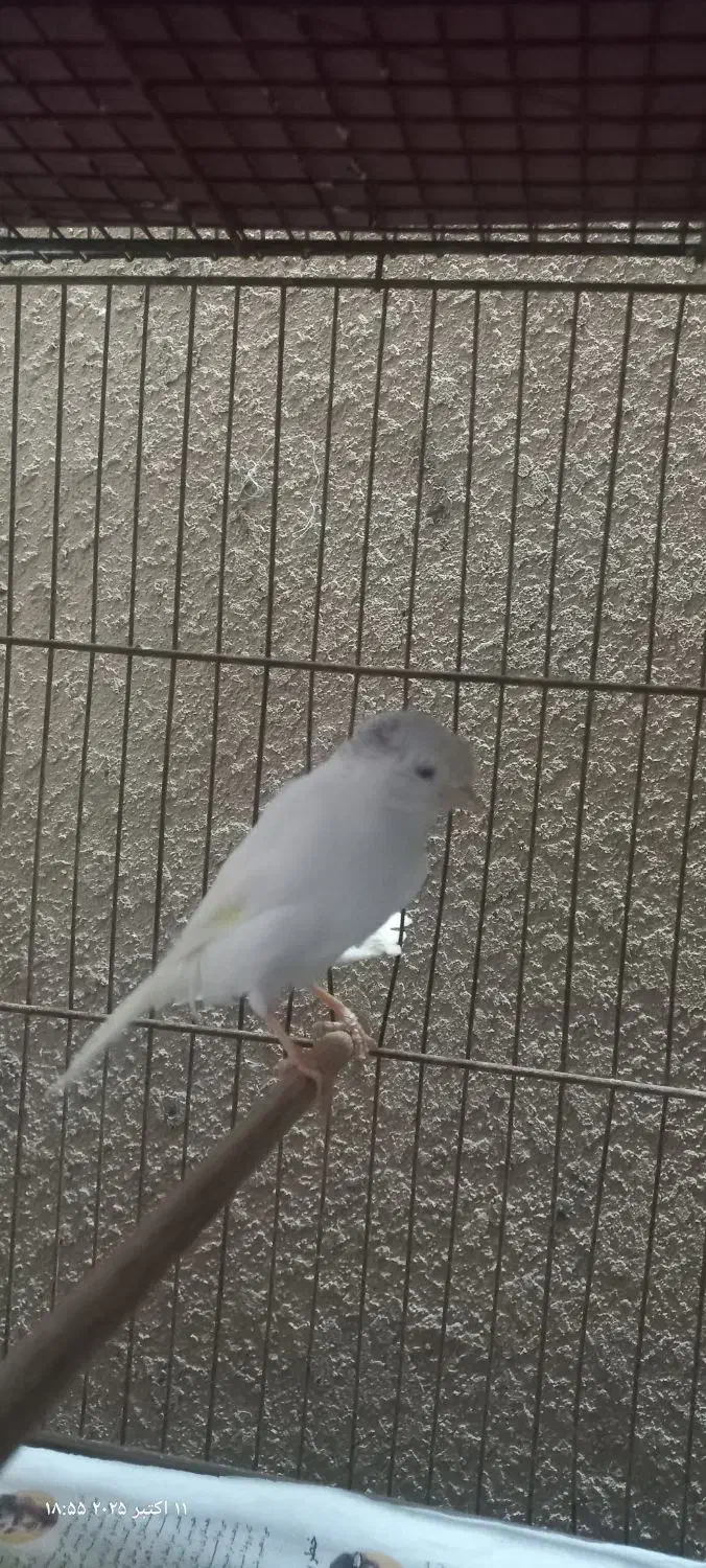 قناری نر سوپری|پرنده|رشت, صفاری|دیوار