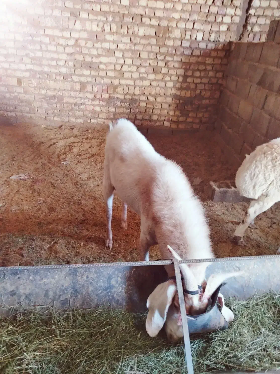 بزغاله پاکستانی نر وبره غندوزی قوچی|حیوانات مزرعه|قائن, |دیوار