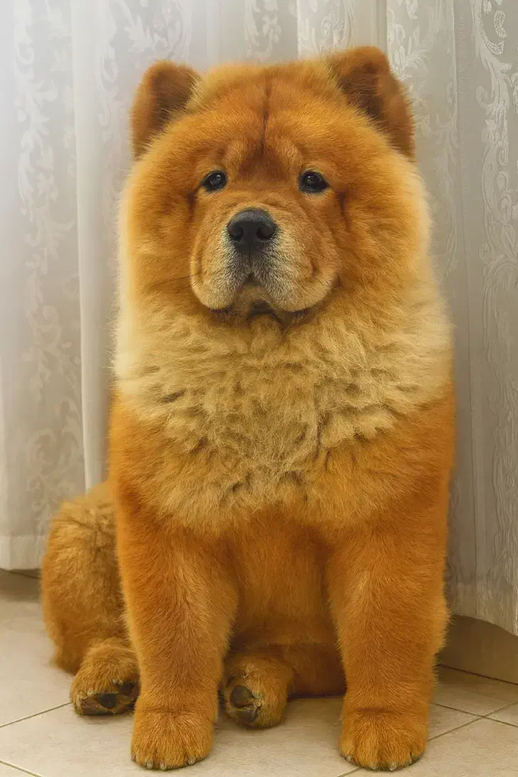 واگذاری سگ نژاد چاوچاو|سگ|شیراز, شهرک گلستان|دیوار