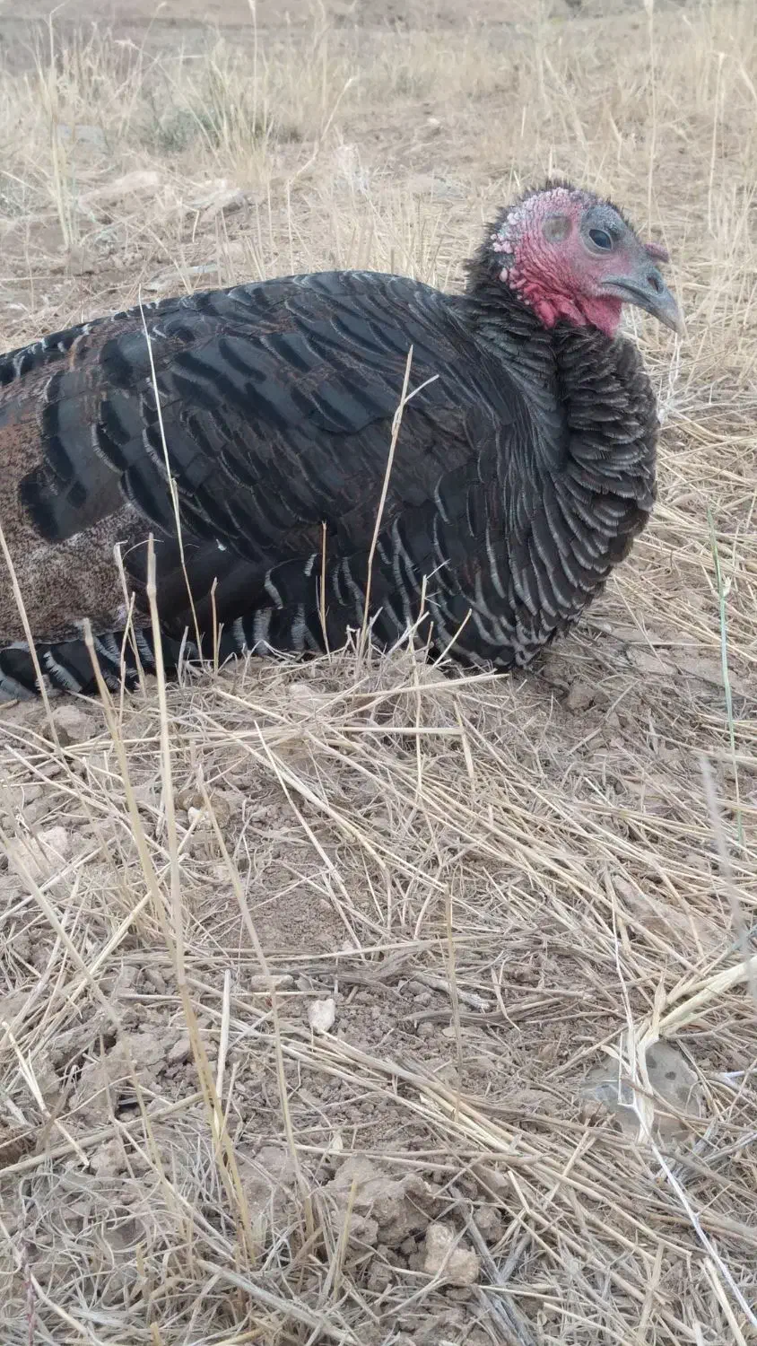 بوقلمون ارگانیک|حیوانات مزرعه|لاران, |دیوار