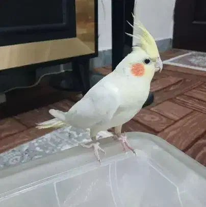 عروس هلندی لوتینو|پرنده|مرودشت, بیست متری بیمارستان|دیوار