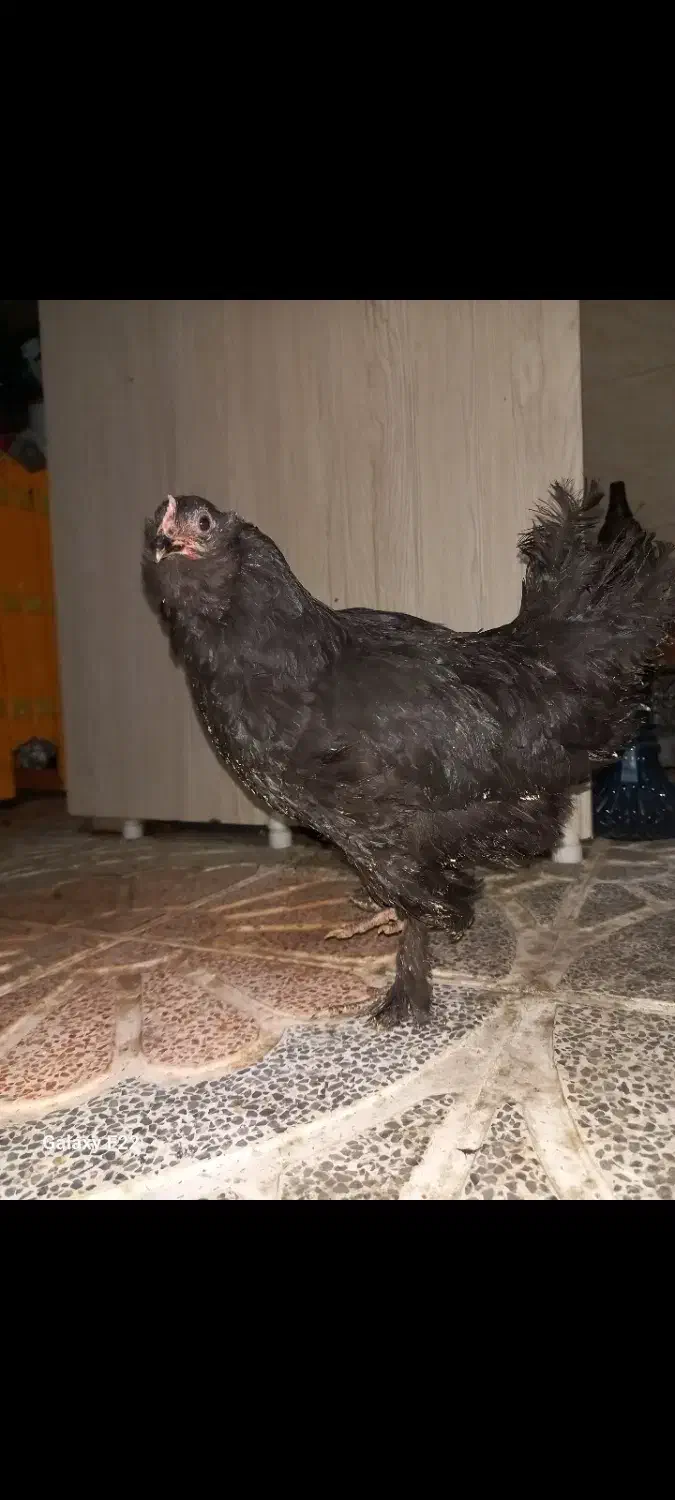 مرغ مرندی|حیوانات مزرعه|هشتگرد, شهرک راه آهن|دیوار