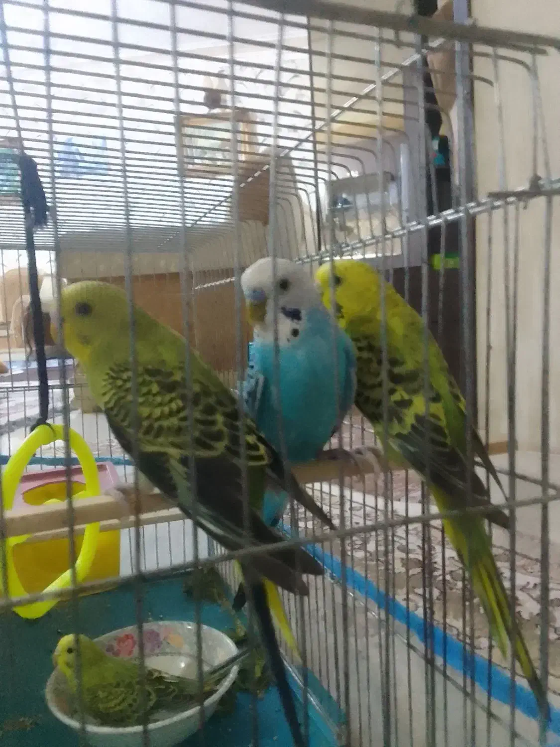 مرغ عشق نر و ماده و دو عدد جوجه|پرنده|صدرا-فارس, فاز ۲|دیوار