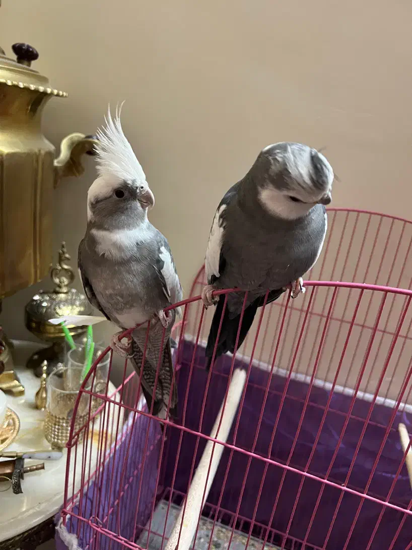 عروس هلندی نژاد دوکت(اهل اهل )|پرنده|خسروشاه, |دیوار