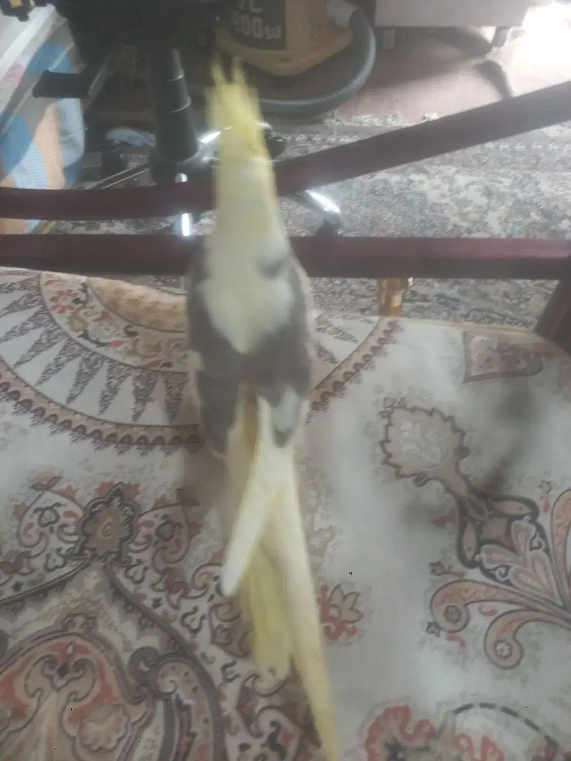 عروس هلندی مولد لوتیتو ودوکت گرینویچک|پرنده|زیباشهر, |دیوار