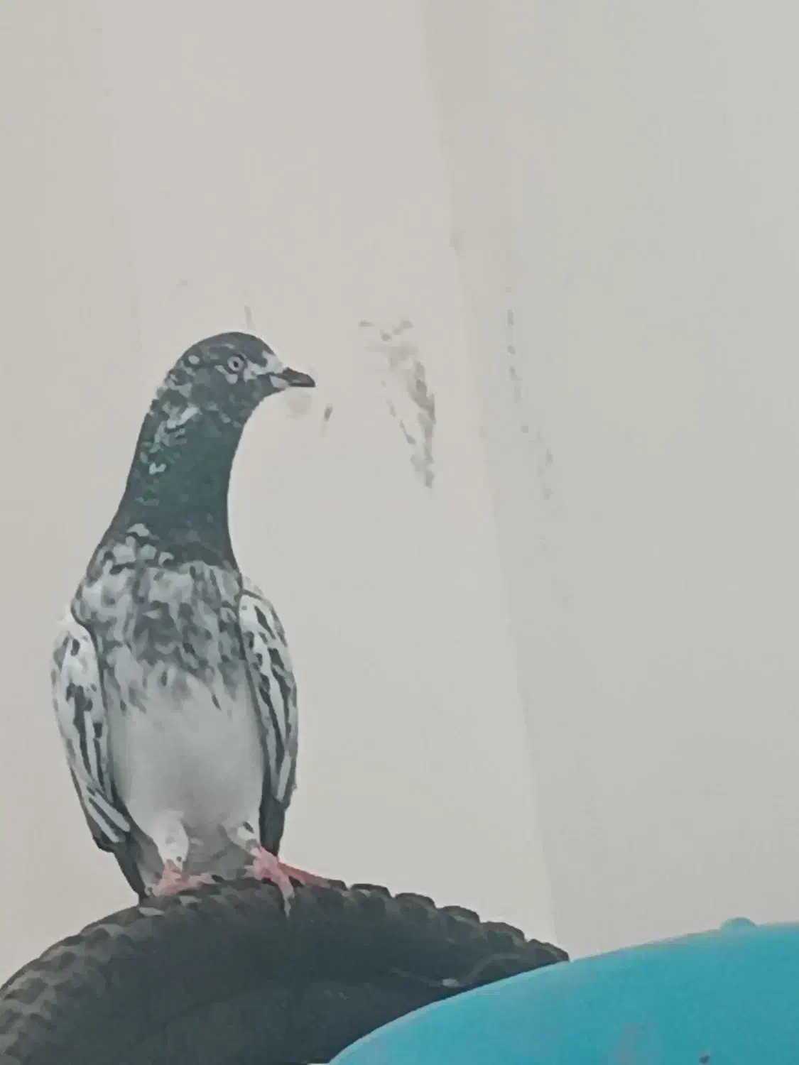 کبوتر شامی|پرنده|چابهار, |دیوار